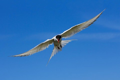 Arctic Tern (Sterna paradisaea), Farne Islands, Great Britain
