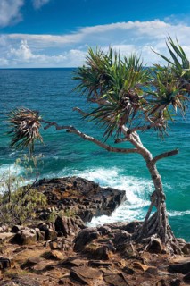 Coastal walk in Noosa heads with mangrove tree, holiday, travel, coast, ocean, sea, east coast,
