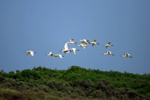 Spoonbill, Eurasian spoonbill (Platalea leucorodia), Netherlands