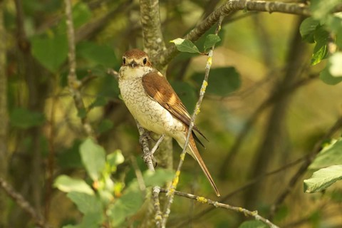 Red-backed Shrike (Lanius collurio) Female sitting in bushes, Allgäu, Bavaria, Germany, Europe