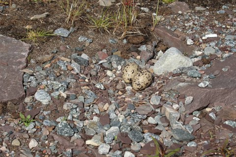 Eurasian oystercatcher (Haematopus ostralegus) Clutch between stones on the lakeshore, Northern