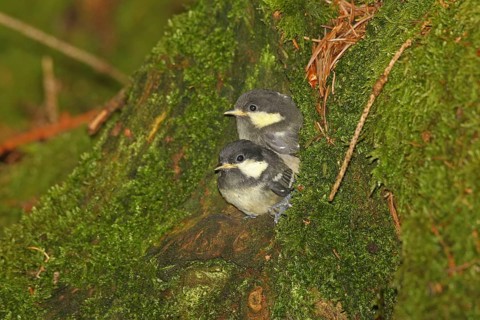 Coal Tit (Periparus ater) Young birds a few minutes in front of fledging from the breeding cavity