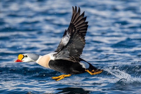 King eider (Somateria spectabilis), male in flight, winter, Batsfjord, Båtsfjord, Varanger