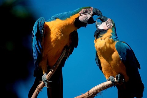 Blue-and-Yellow Macaws, pair, Blue-and-Gold Macaw (Ara ararauna)