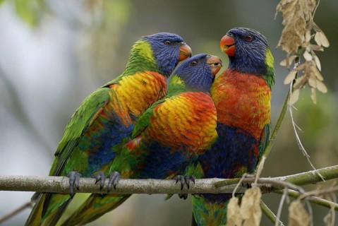 Rainbow Lory with youngs, Australia (Trichoglossus haematodus moluccanus)