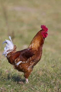 Domestic chicken (Gallus gallus domesticus), free range rooster, cock in grassland