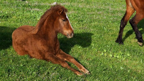 Foal, lying brown clene horse, green meadow, Madonie National Park, spring, Sicily, Italy, Europe