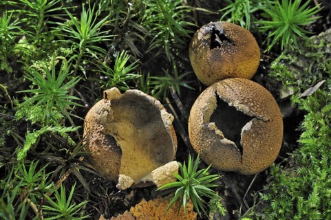 Common earthball fungus, Pigskin poison puffball (Scleroderma citrinum) (Scleroderma aurantium) on