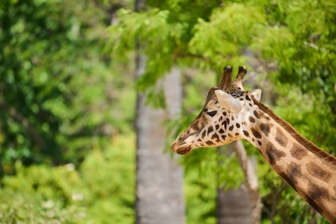 Reticulated giraffe (Giraffa camelopardalis reticulata), portrait, captive, distribution africa