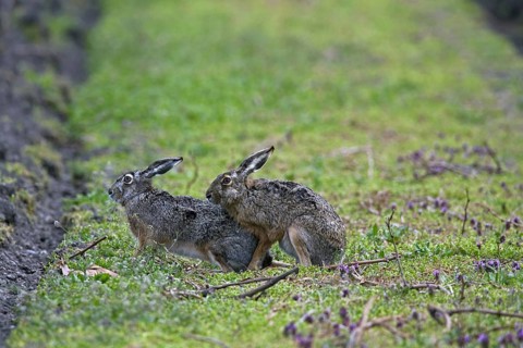 European hares (Lepus europaeus) mating in field, Germany, Europe