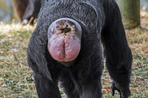 Female common chimpanzee (Pan troglodytes), chimp close-up of red coloured sexual swelling, genital