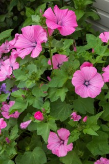 'Twins Hot Pink' Mallow (Lavatera) flowers in summer, Quebec, Canada, North America