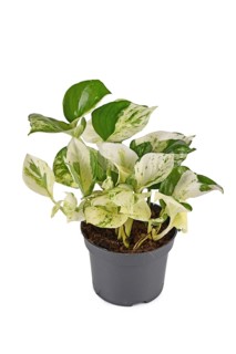 Cream white and green colored Manjula' pothos houseplant in flower pot on white background