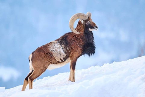 European mouflon (Ovis aries musimon) ram on a snowy meadow in the mountains in tirol, Kitzbühel,