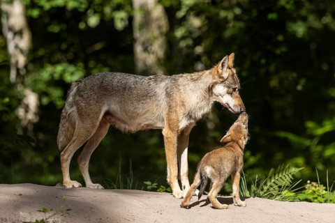 European gray wolf (Canis lupus) alpha wolf with pup, Germany, Europe