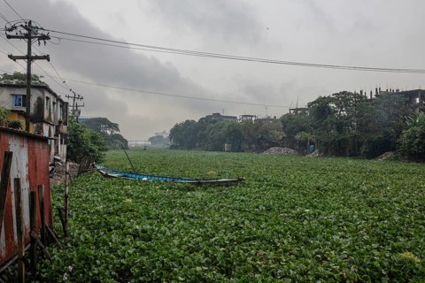 Aquatic plants on a channel of the Buriganga River, Tel Ghat, Dhaka, Bangladesh, Asia