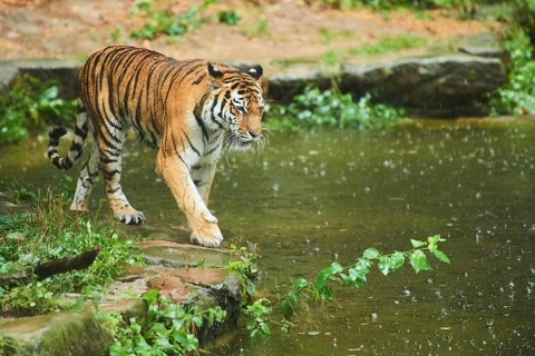 Siberian tiger (Panthera tigris altaica) waking on the waters edge, rainy, cat, captive, Germany,