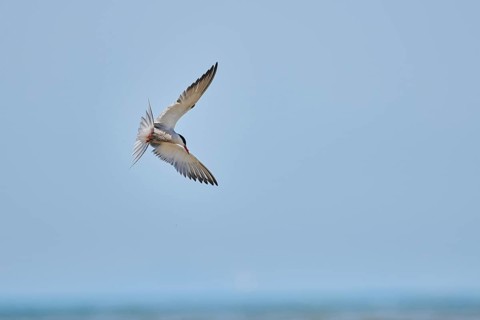Elegant tern (Thalasseus elegans) flying in the sky above the sea, hunting, ebro delta, Catalonia,