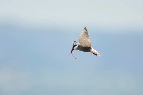 Whiskered tern (Chlidonias hybrida) flying in the sky, hunting, ebro delta, Catalonia, Spain,