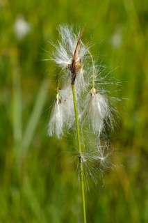 Cottongrass (Eriophorum), close-up, Radolfzell, Lake Constance, Baden-Württemberg, Germany, Europe
