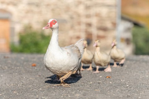 White duck female followed by her chicks on farm. Aubrac, France, Europe