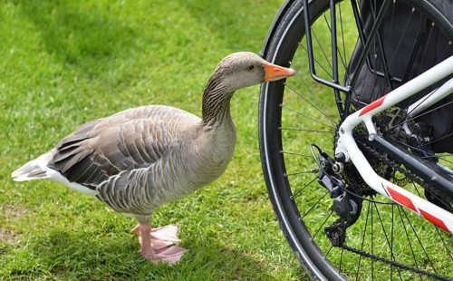 Greylag goose (Anser anser) on the rear wheel of a bicycle