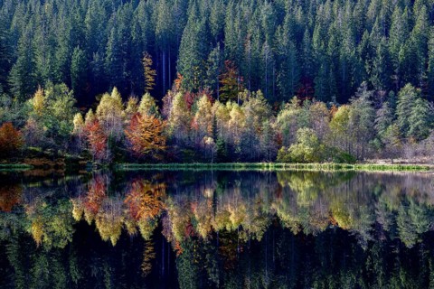 Trees reflected in the Sankenbachsee, Karsee, autumn, near Baiersbronn, Freudenstadt district,