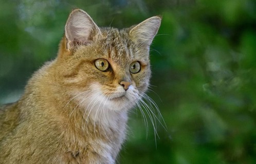European Wildcat (Felis silvestris), portrait, captive, Rhodes, Département Moselle, Lorraine,