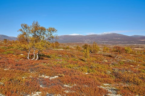 Dovrefjell National Park in autumn, trees, mountains with snow, Oppdal, Norway, Europe