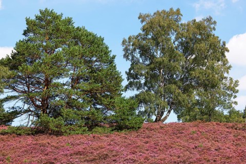 Fischbeker Heide nature reserve, heath blossom, flowering common heather (Calluna vulgaris), Scots