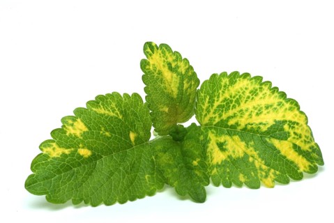 Yellow lemon balm (Melissa officinalis) or melissa, family of the labiates, the foliage leaves,