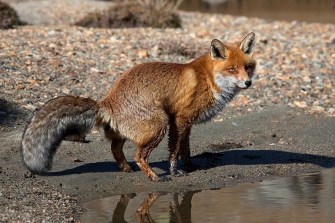 Red fox, red foxes (Vulpes vulpes), Fox, Foxes, Canines, Predators, Mammals, Animals, Red fox