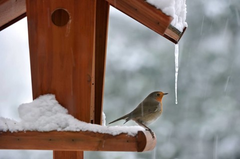 European robin (Erithacus Rubecula) on bird feeder, bird table in winter in the snow, Belgium,