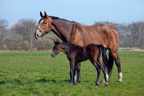 Holstein domestic horse (Equus caballus) mare with foal in the field, Germany, Europe