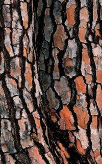 Stone Pine (Pinus pinea) bark, Coto Donana National Park, Spain, Europe