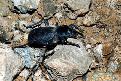Broad-necked darkling beetle (Coelocnemis californicus), native to southern Canada and western USA