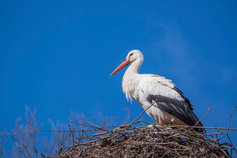 White stork (Ciconia ciconia) in the nest, North Rhine-Westphalia, Germany, Europe