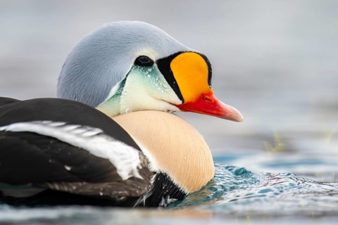 King eider (Somateria spectabilis), portrait of a male, Batsfjord, Båtsfjord, Varanger Peninsula,