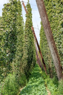Hop field Hop cultivation, Hops (Humulus), Alsace, France, Europe
