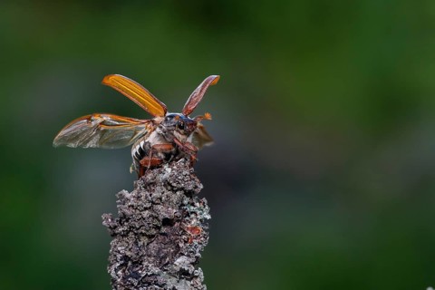 Cockchafer (Melolontha melolontha) taking off, Småland, Sweden, Europe