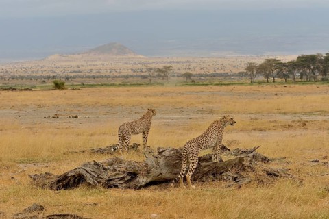 Cheetah (Acinonyx jubatus), male, Amboseli National Park, Rift Valley Province, Kenya, Africa
