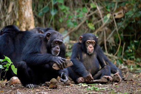 Western chimpanzees (Pan troglodytes verus) with stone cracking palm nuts, rainforest, use of