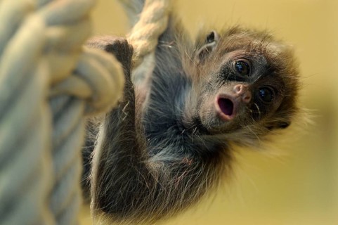 Golden-fronted spider monkey, juvenile (Ateles belzebuth belzebuth)