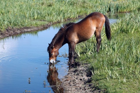 Exmoor pony, mare, lateral