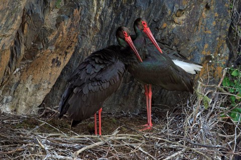 Black Storks (Ciconia nigra), pair at nest, Portugal, Europe