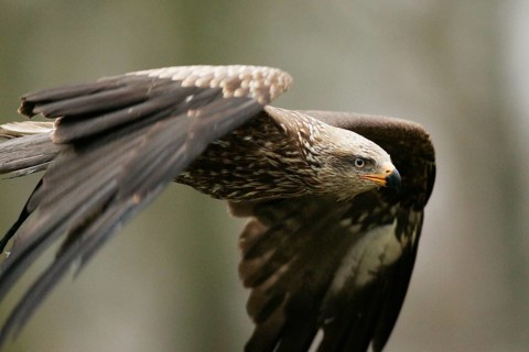 Black kite (Milvus migrans)