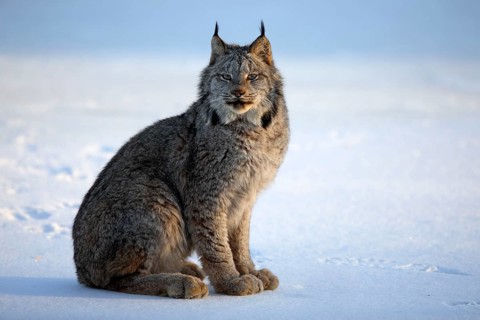 Canada lynx (Lynx lynx canadensis) (Felis lynx canadensis), silver lynx
