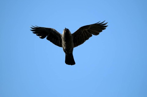 Jackdaw, North Rhine-Westphalia, Germany, Europe