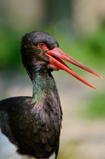 Black stork (Ciconia nigra), lateral view