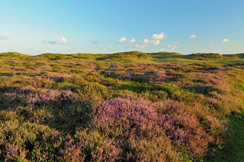 Common heather, De Bollekamer nature reserve, part of the Texel Dunes National Park, Texel Island,